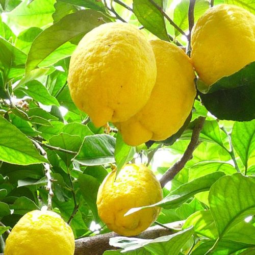 Limoni della Costiera Amalfitana IGP